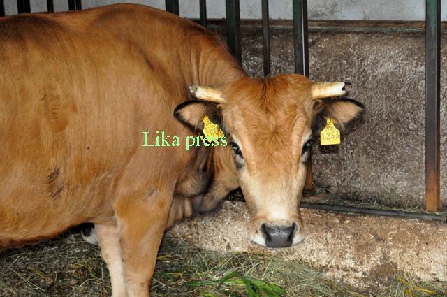 Ljepotica iz štale Blaža Žarka u Perušiću/Foto arhiva Lika pressa Gospić                                                                                                                                                                                  